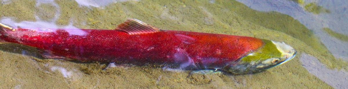 salmon fishing central coast BC