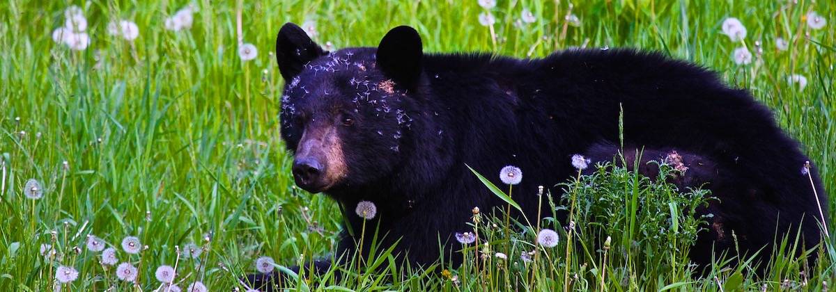 black bear wilderness vacation