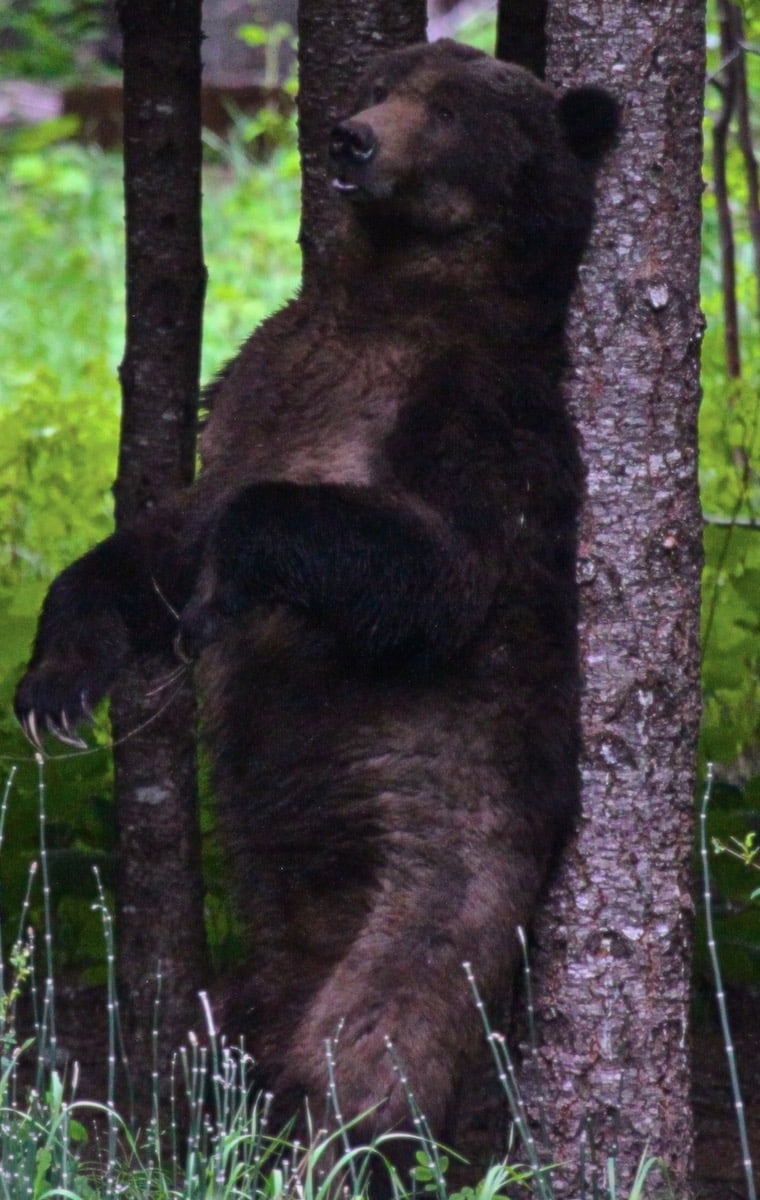 bear scratching Great Bella Coola Chalet