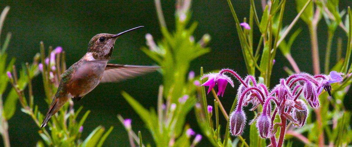 hummingbird birding close-up photography