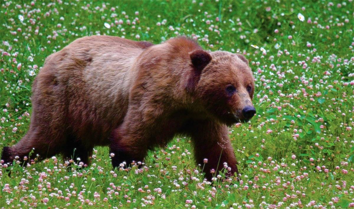 walk reverence grizzly wildlife guided tour