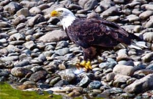 bird watching birding Bella Coola