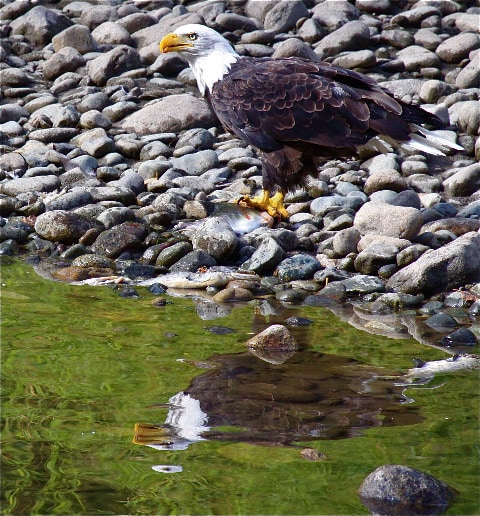 wilderness vacation salmon river