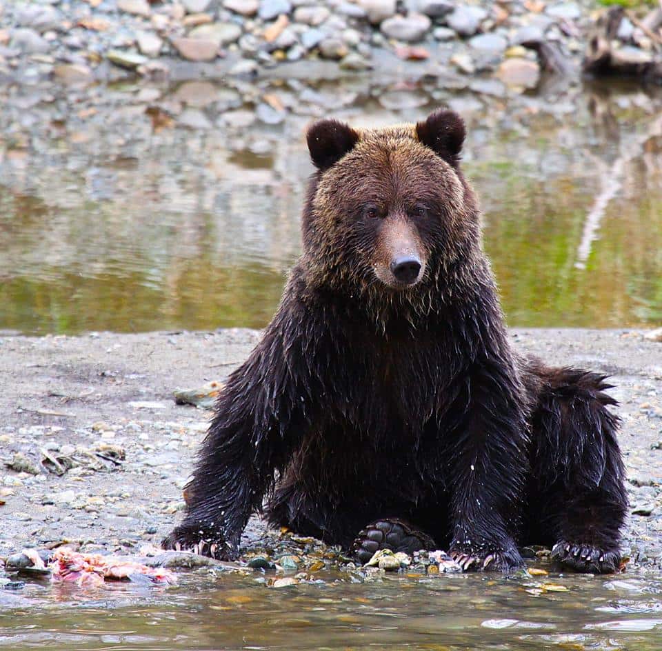 grizzly bear cubs river guide Bella Coola