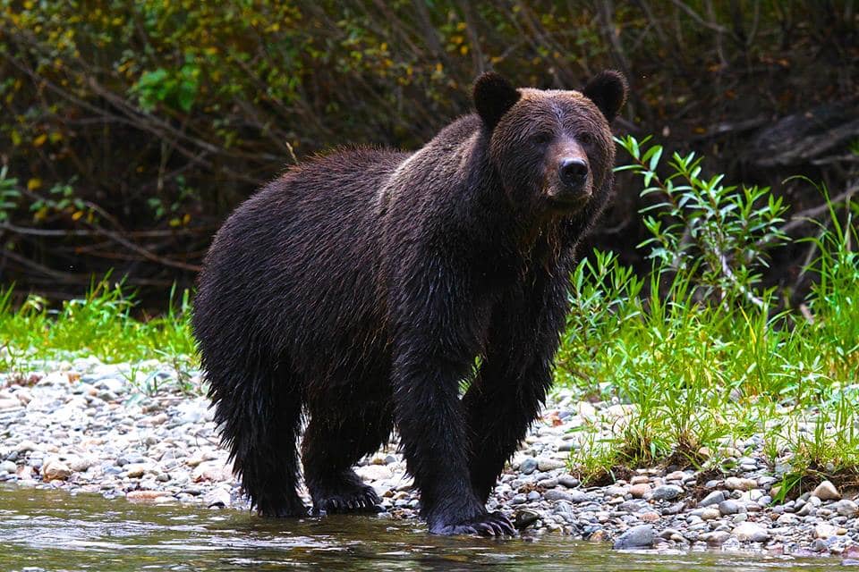 grizzly bear fishing river guide