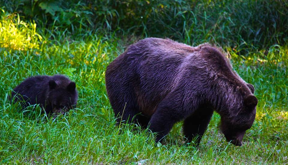 grizzly cub hike walk bear tour