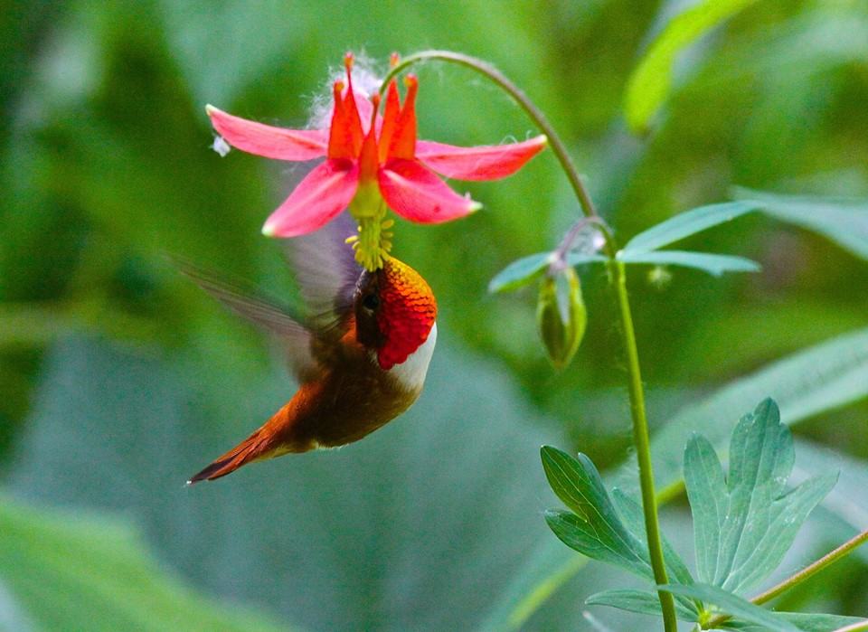 hummingbird birding close-up photography