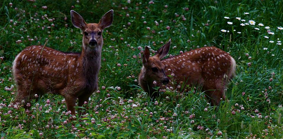 chalet great bear Tweedsmuir wilderness retreat deer