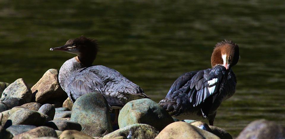 bird watching birding Bella Coola