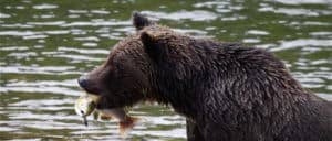 bear viewing driftboat tours Great Bear Adventures