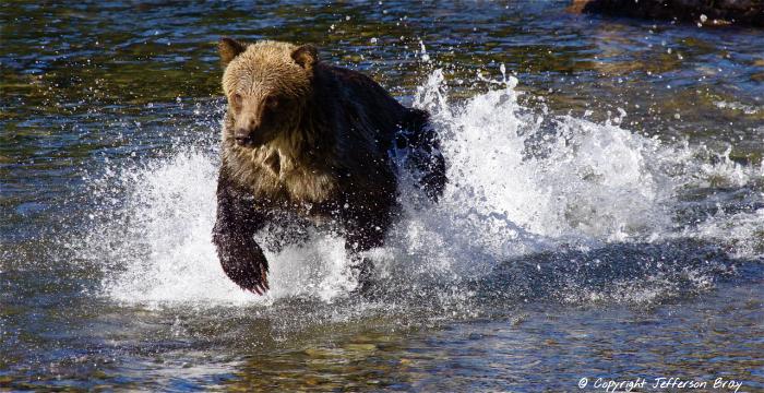 grizzly bear fishing salmon