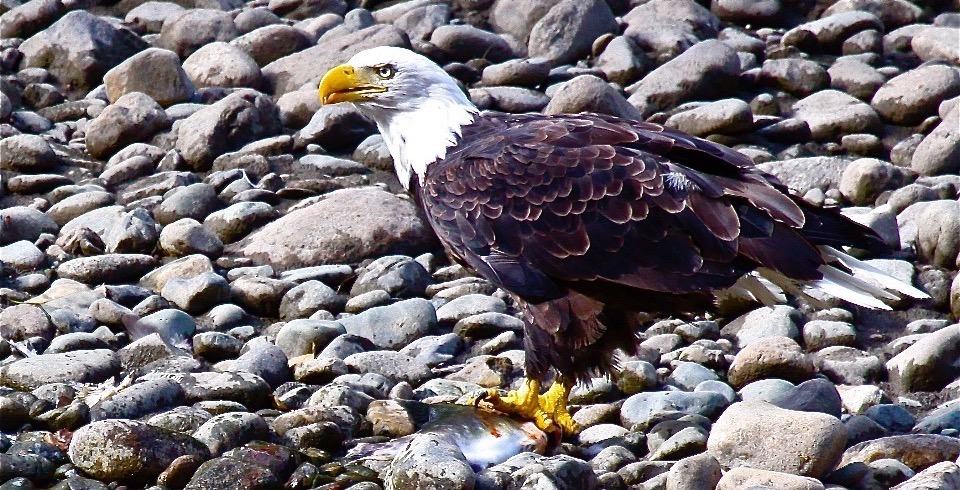 Eagle bird watching birding Bella Coola