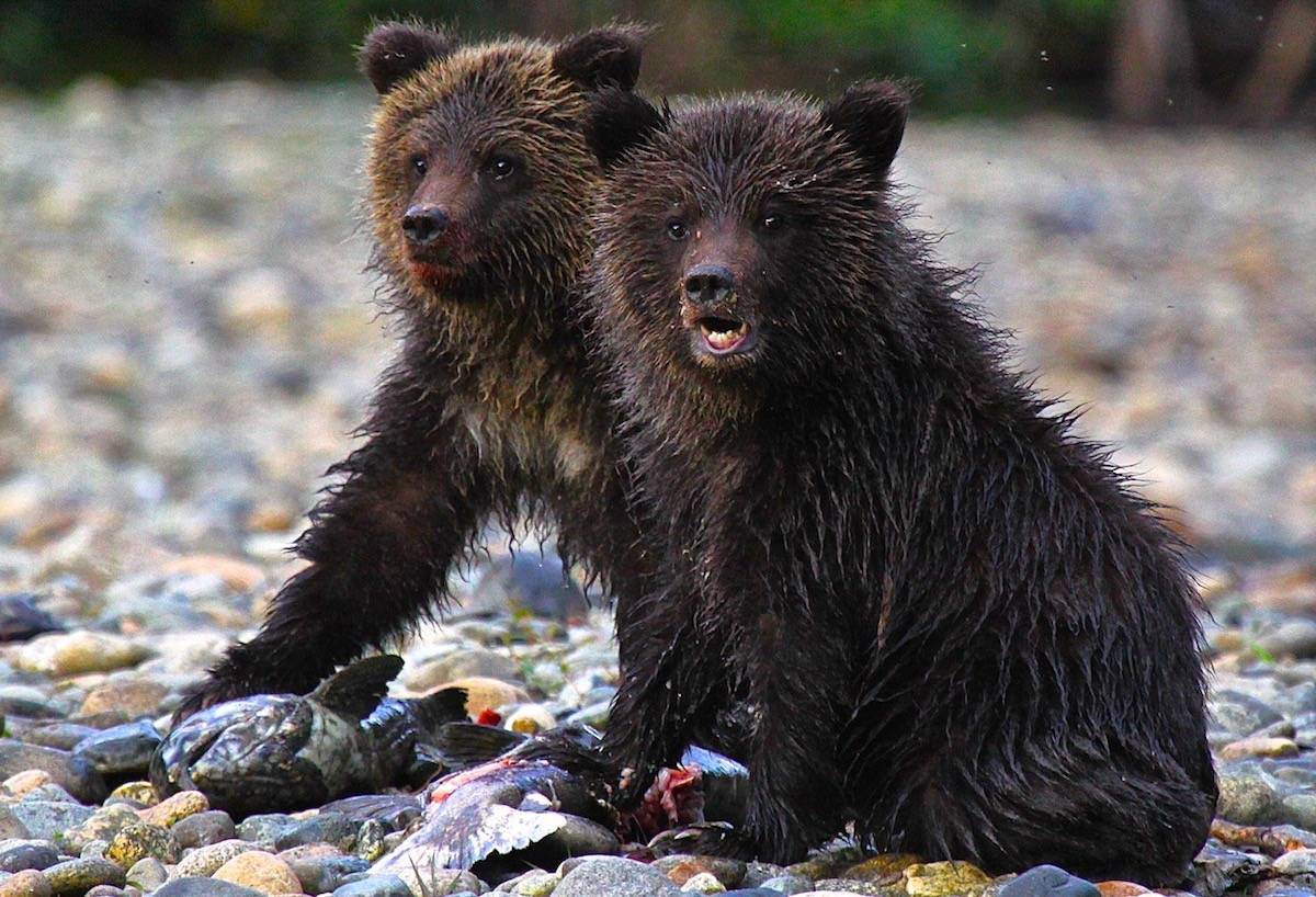 grizzly bear cubs river guide Bella Coola