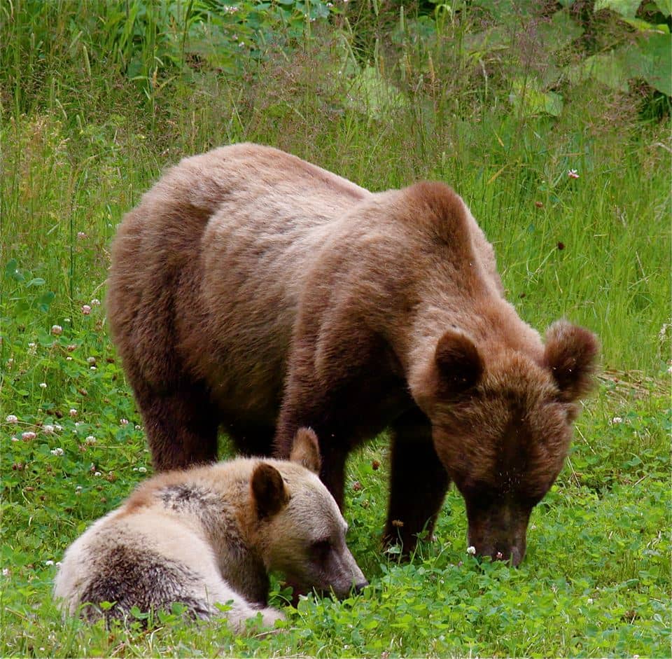 grizzly mother cub wildlife walk Great Bear Adventures