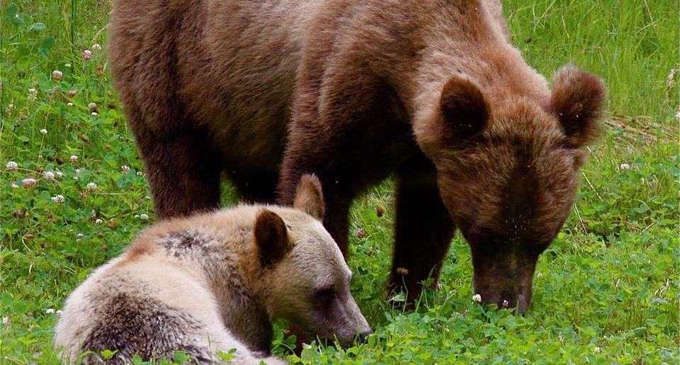 grizzly mother cub wilderness tourism