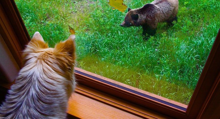 Window view of grizzly bears of Bella Coola BC